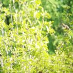 IMG_20210530_063927 (2)