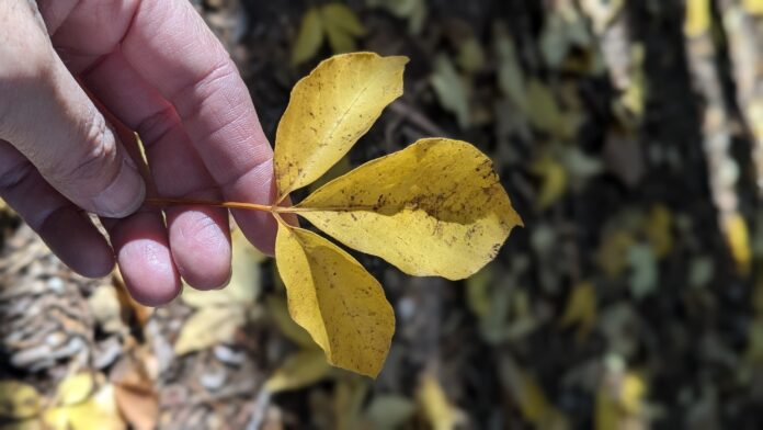 PXL_20241117_004004294.PORTRAIT