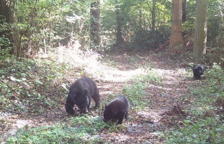 登山者対象セミナー【ツキノワグマと共生するために・・・登山者の私たちが知っておきたいこと】